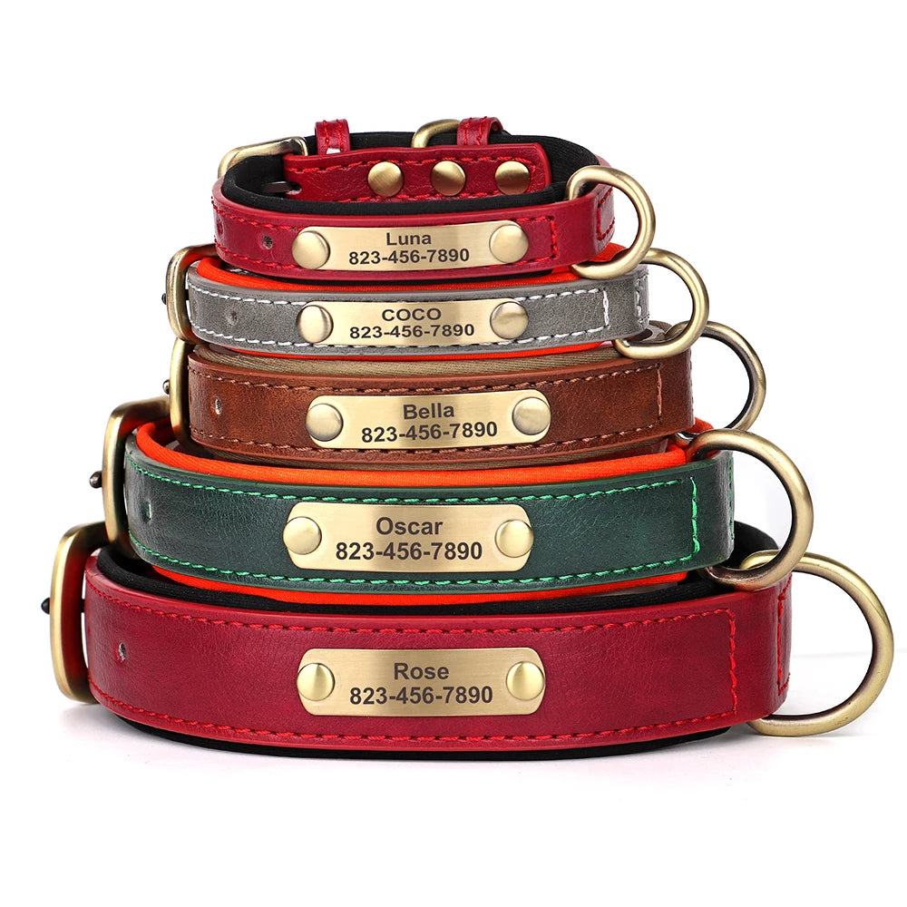 Vibrant Pet Name Tag Collar