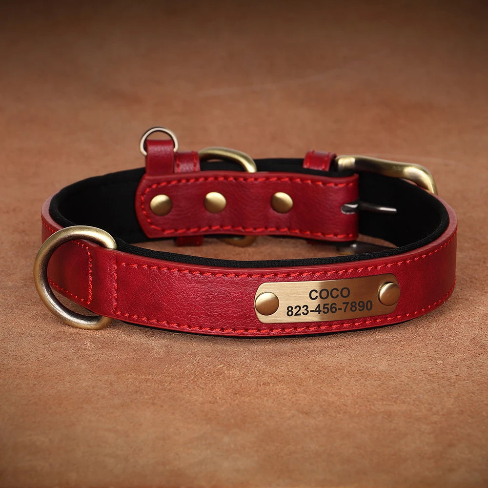 Vibrant Pet Name Tag Collar