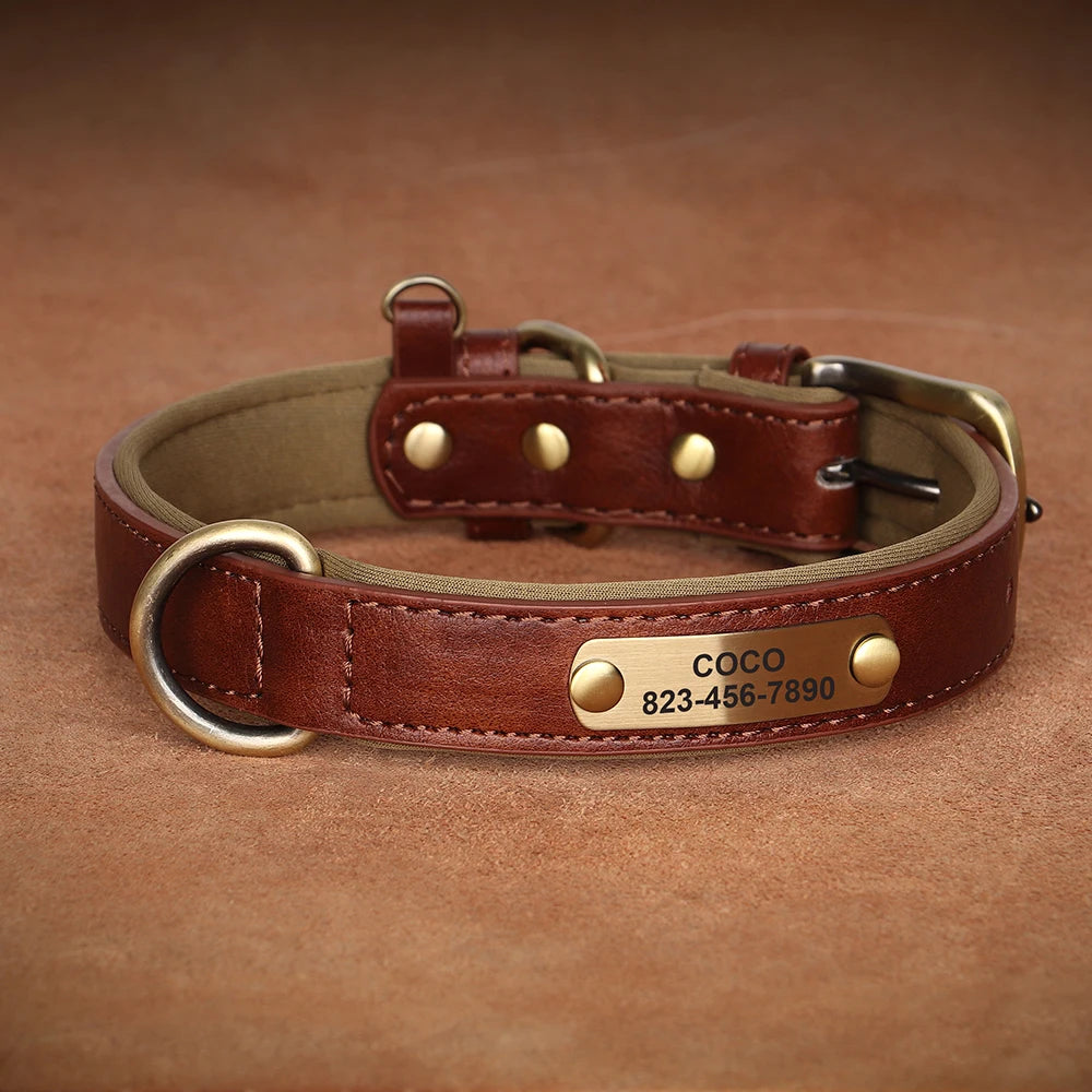 Vibrant Pet Name Tag Collar