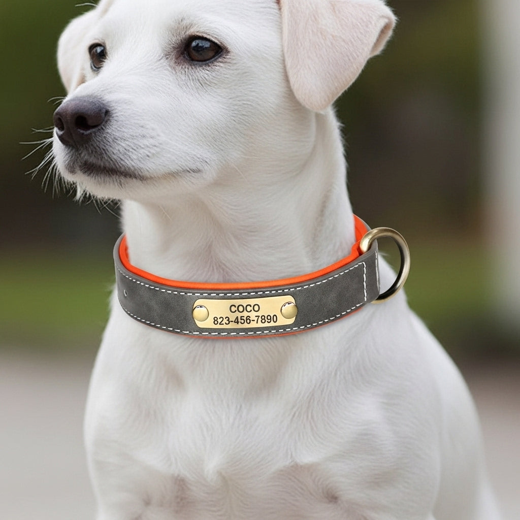 Vibrant Pet Name Tag Collar