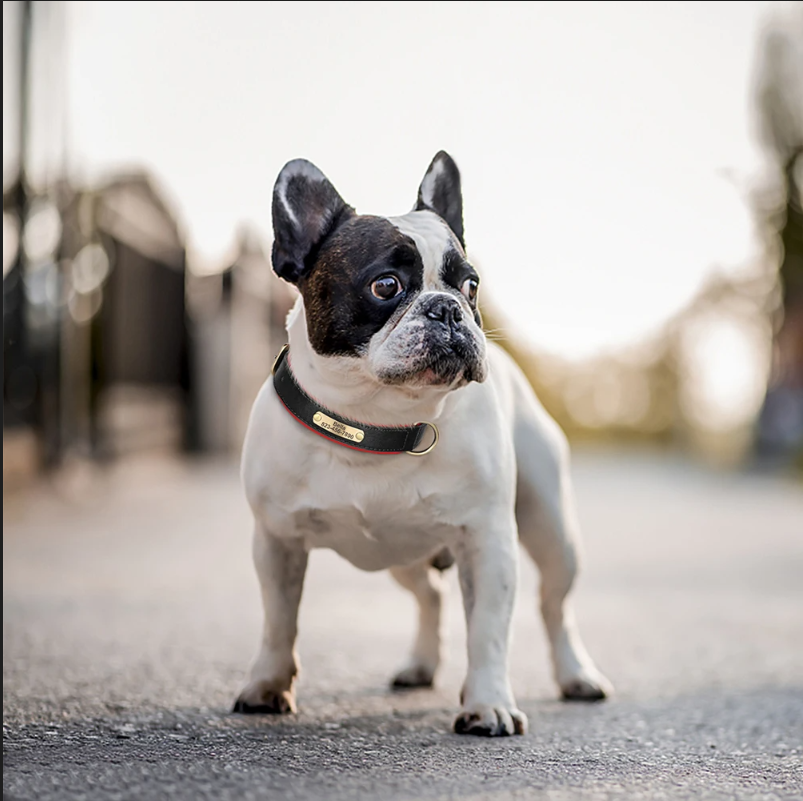 Vibrant Pet Name Tag Collar