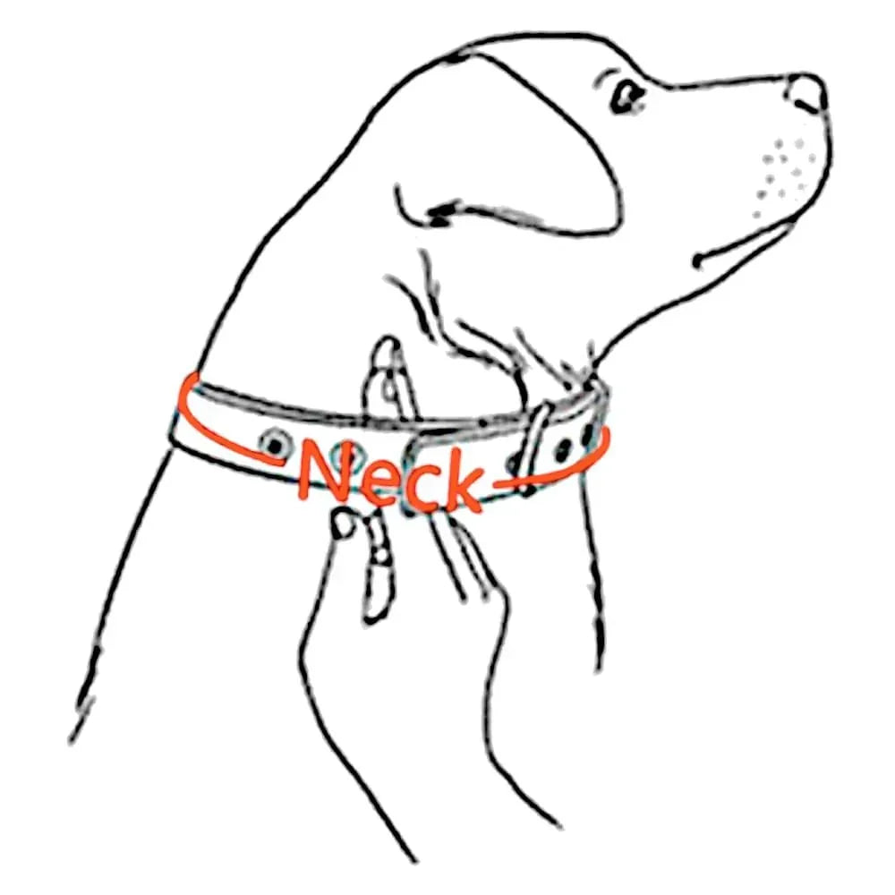 Elegance Reflective Name Tag Leather Collar - PetTagCollars.com