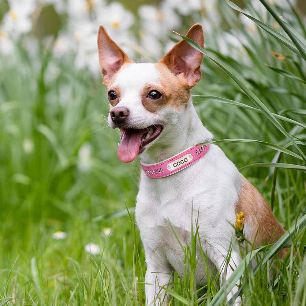 Dazzling Bling Bling Personalized Dog Collar