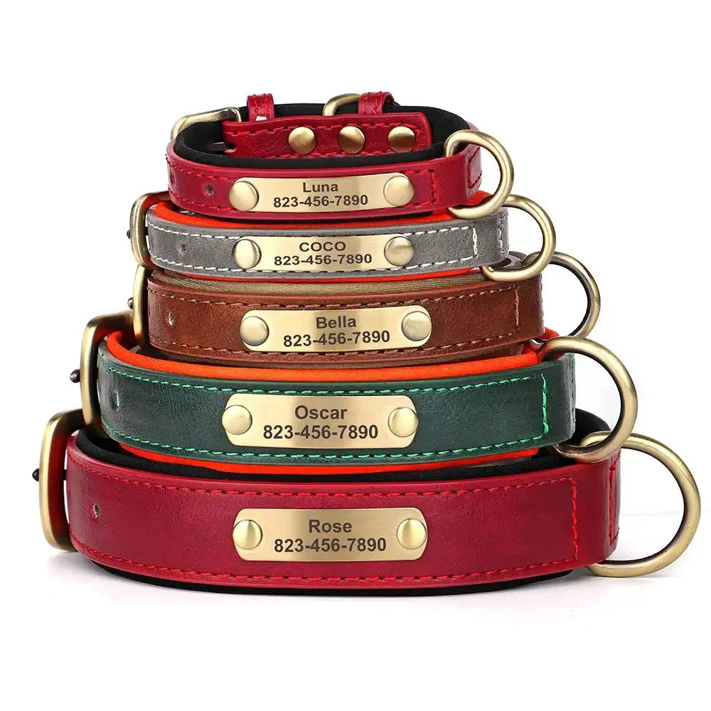 Vibrant Pet Name Tag Collar - PetTagCollars.com