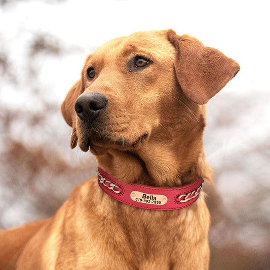 Dynasty Personalized Chain Collar - PetTagCollars.com