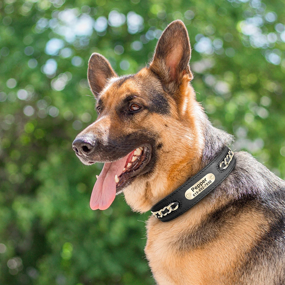 Dynasty Personalized Chain Collar