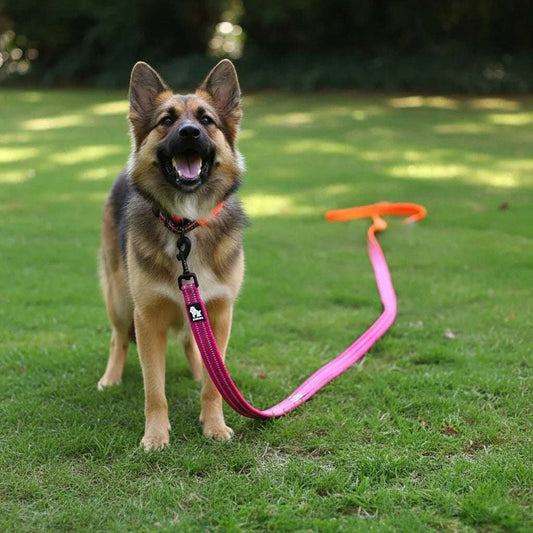 6.6" Long Truelove Blaze Reflective Leash - PetTagCollars.com