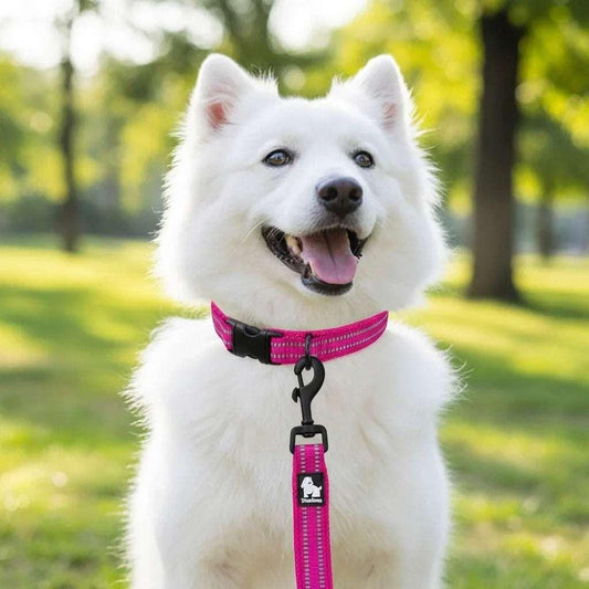 Truelove Front-Buckle Reflective Collar | Blue | PetTagCollars.com