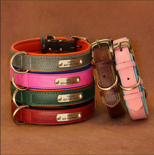 Vibrant Pet Name Tag Collar