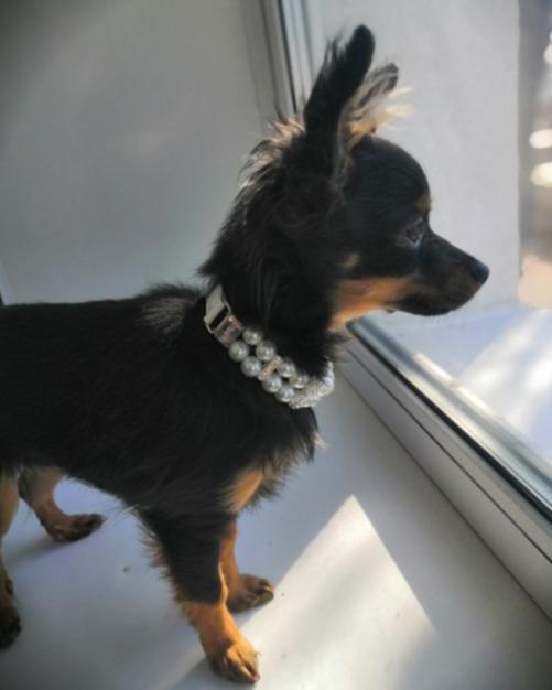 Decorative Pearl Collar - 5: FancyPetTags.com