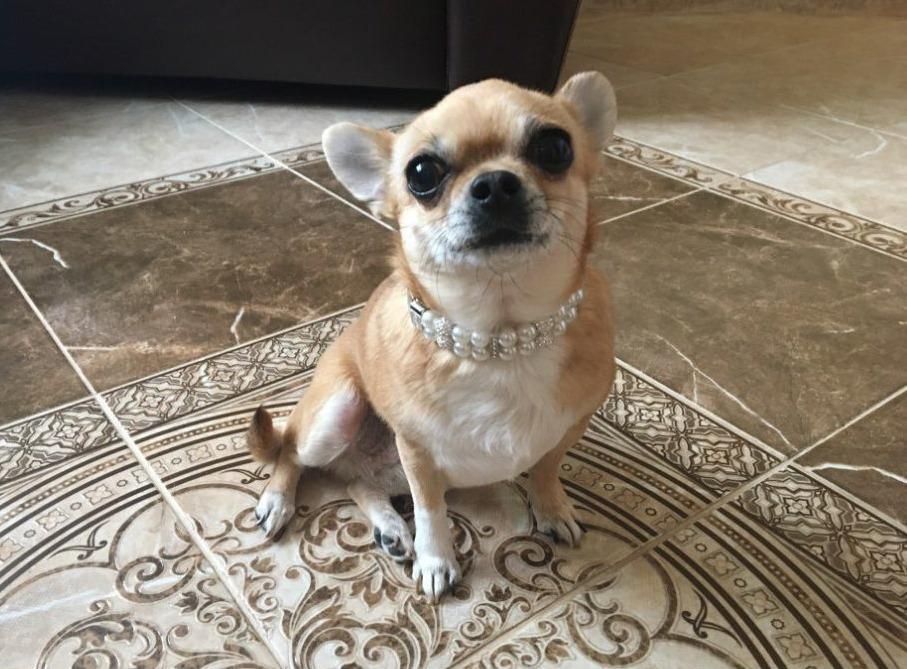 Decorative Pearl Collar - 4: FancyPetTags.com