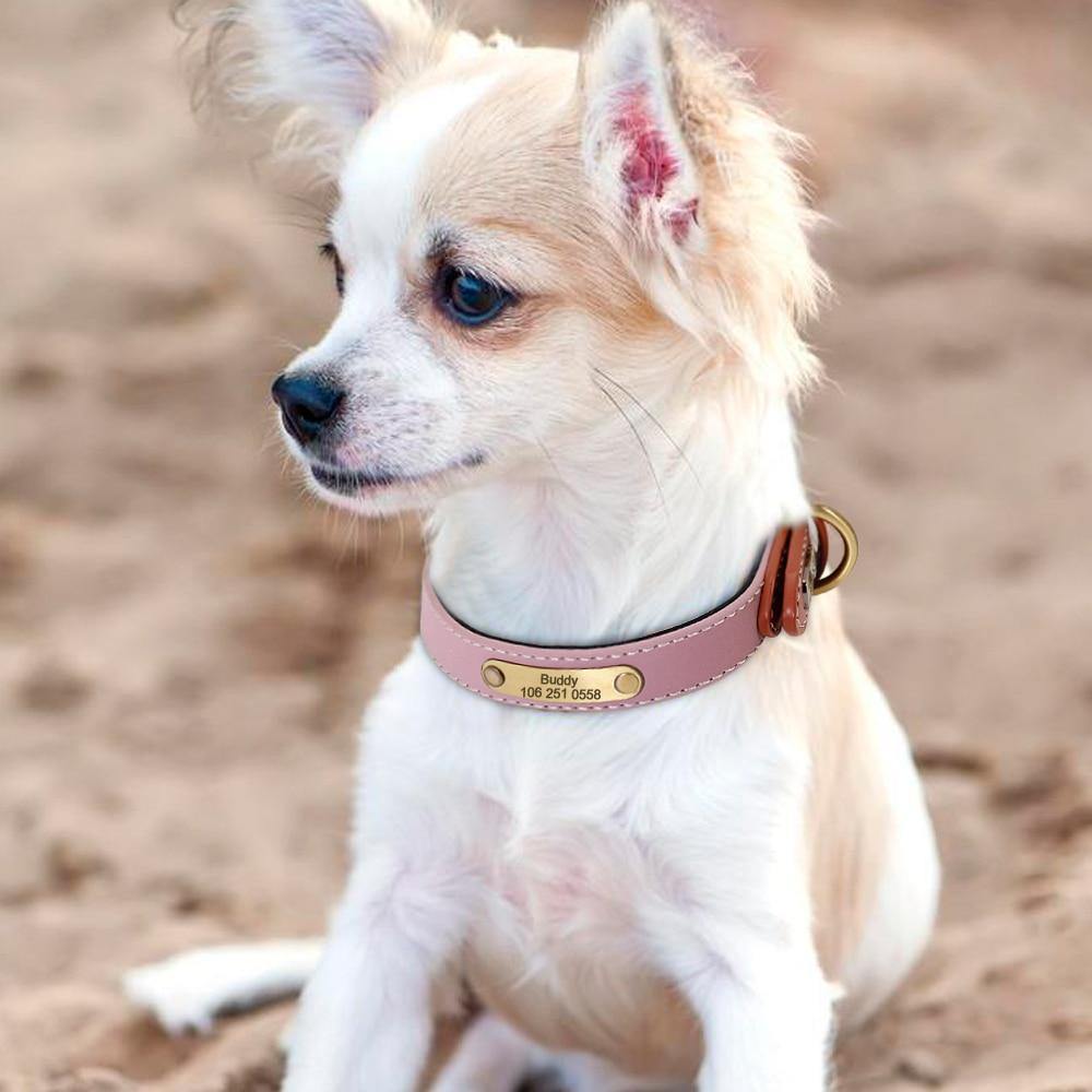 DiDog Elegance Genuine Leather Custom Collar - www.FancyPetTags.com