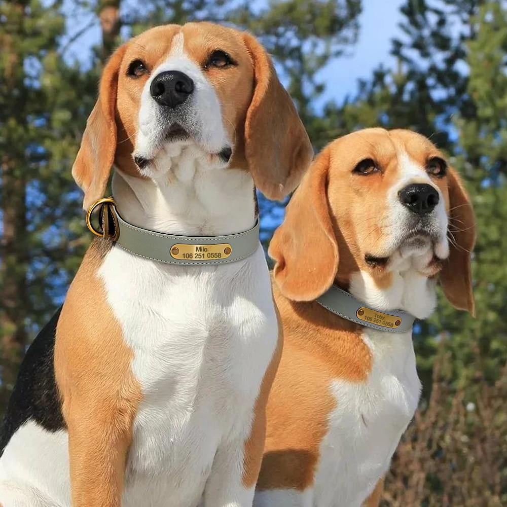 DiDog Elegance Genuine Leather Custom Collar - www.FancyPetTags.com