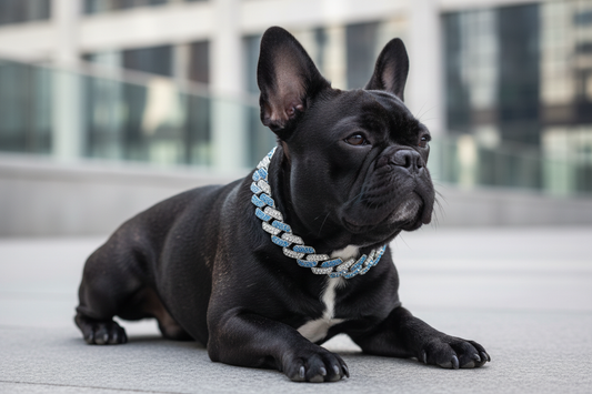 French Bulldog wearing Arctic Glitz pink and silver