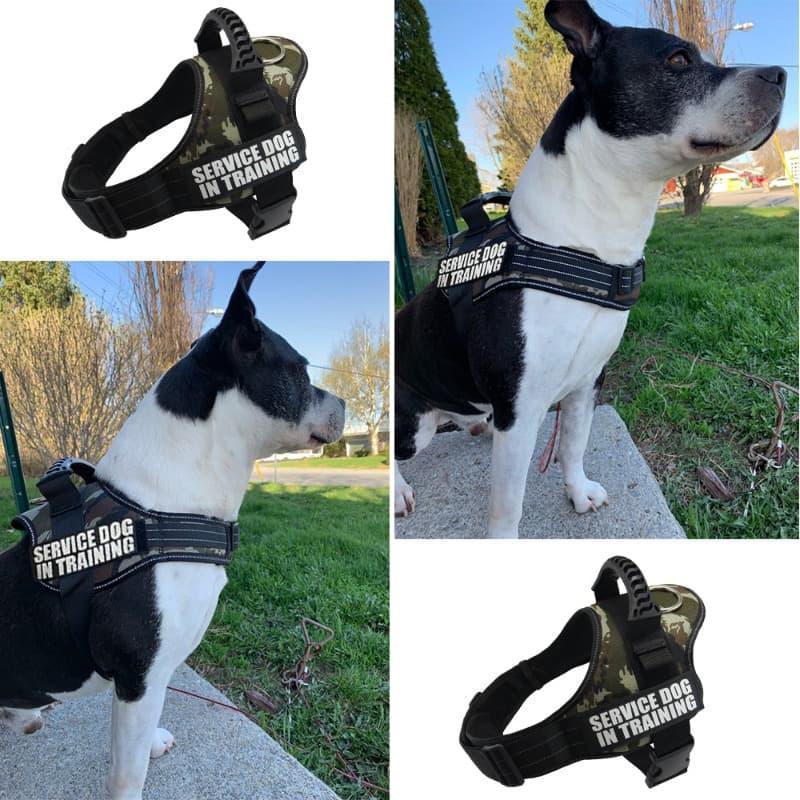 K9 Personalized Lift Handle Back Clip Harness Vest - 2: FancyPetTags.com