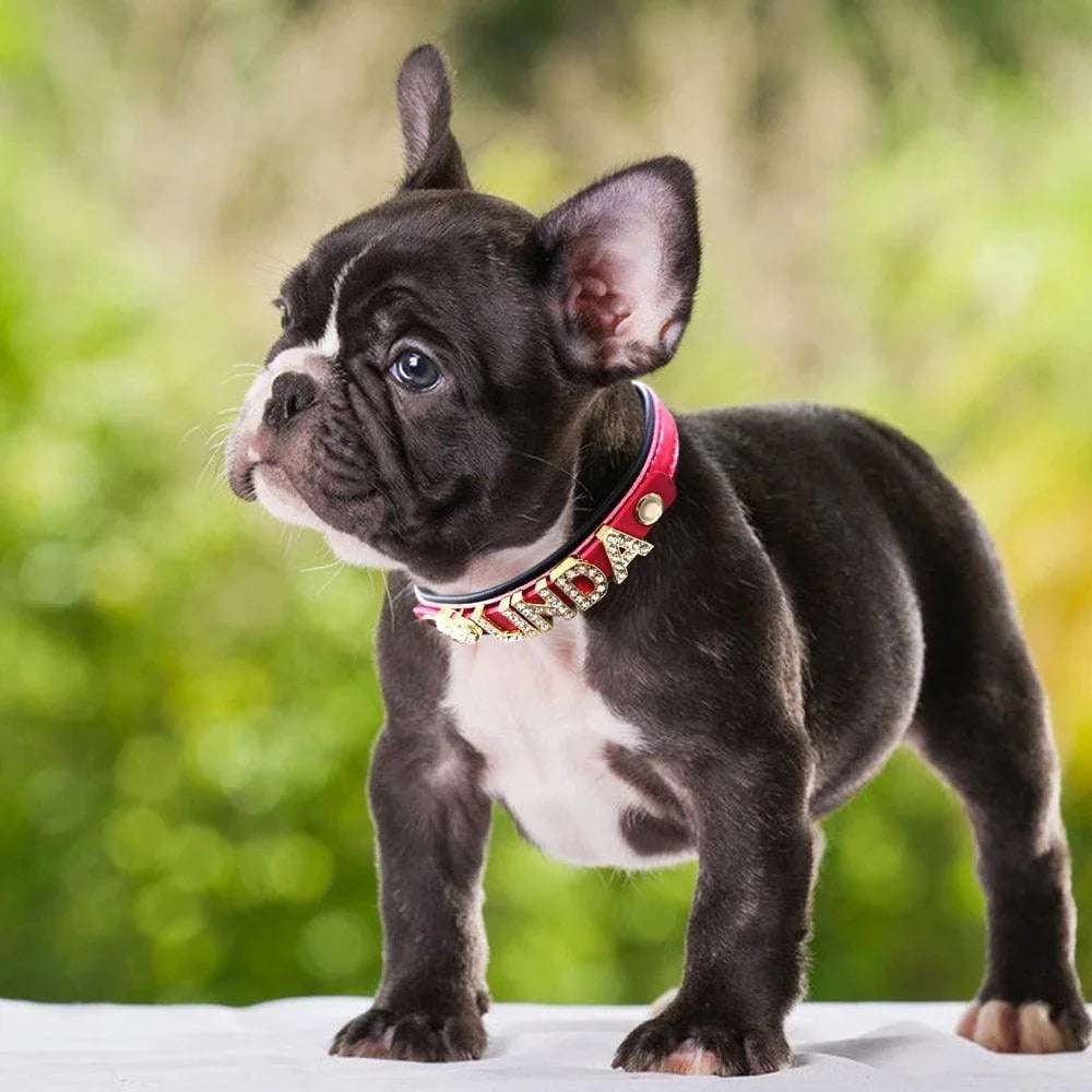 Personalized Charm Collar - PetTagCollars.com