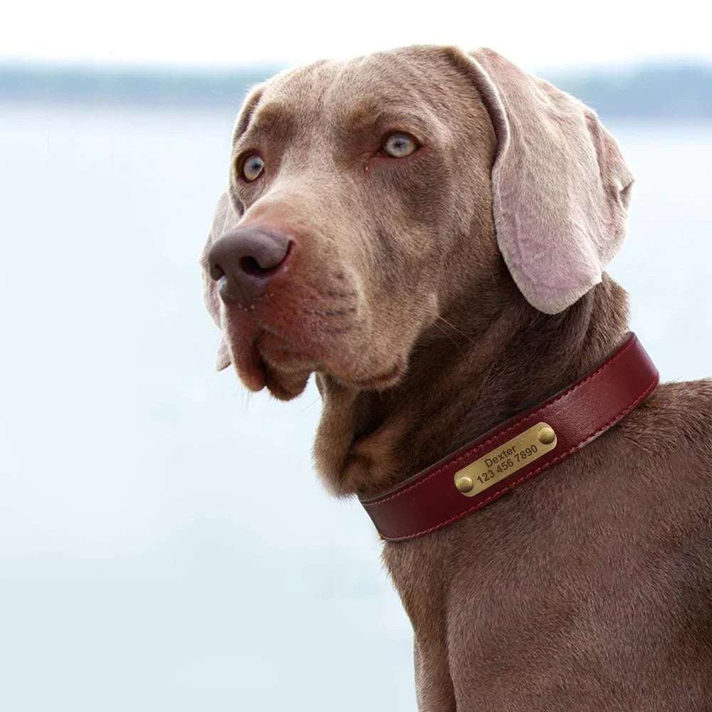Luxe Leather Pet Collars - PetTagCollars.com