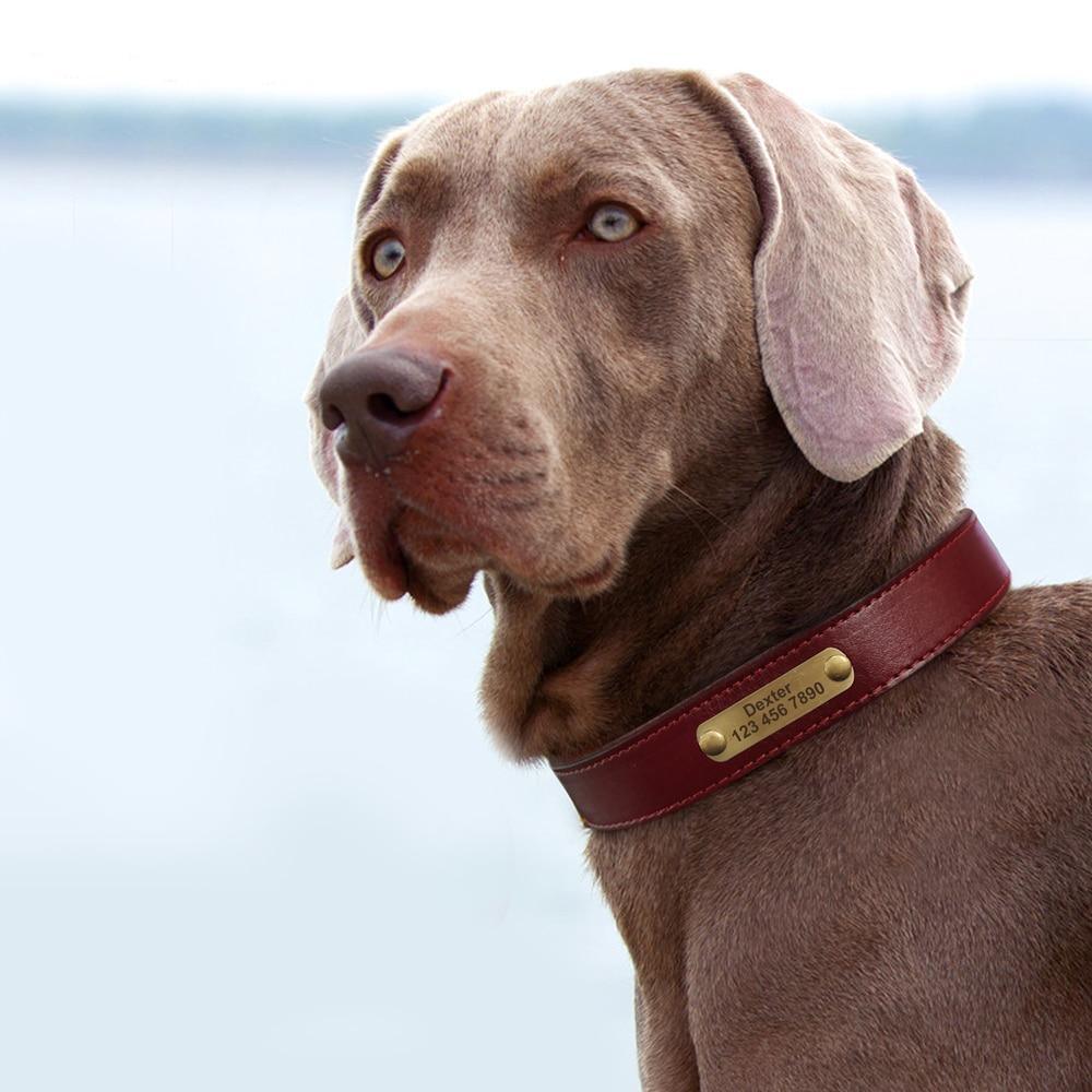 Personalized Genuine Leather Collar FancyPetTags