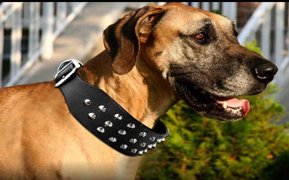 Rivets Studded Genuine Leather Collar Pet Artist