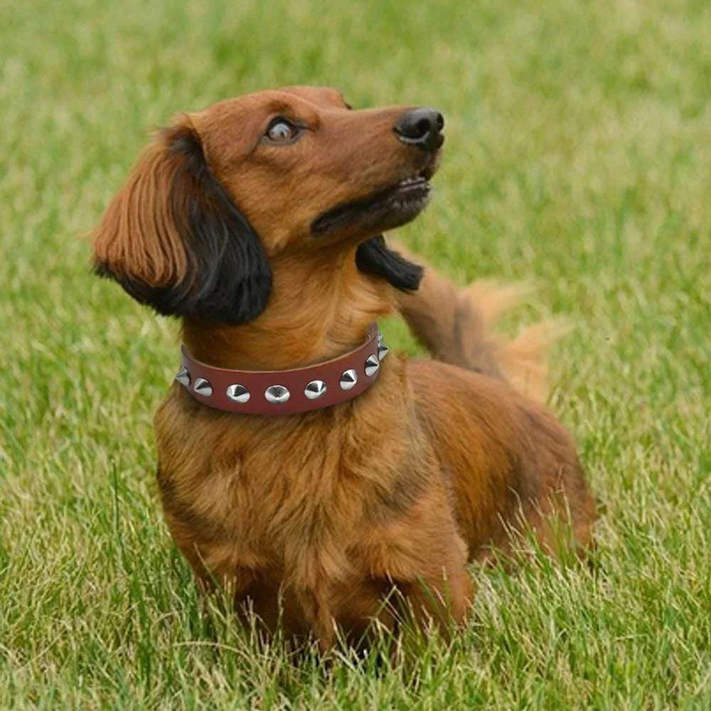 SpikeGuard Leather Collar - PetTagCollars.com