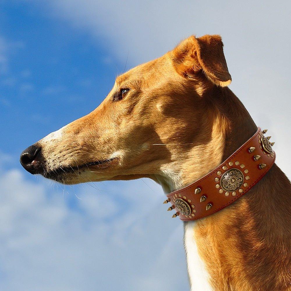 Spiked Studded Big Dog Genuine Leather Collar - 6: FancyPetTags.com