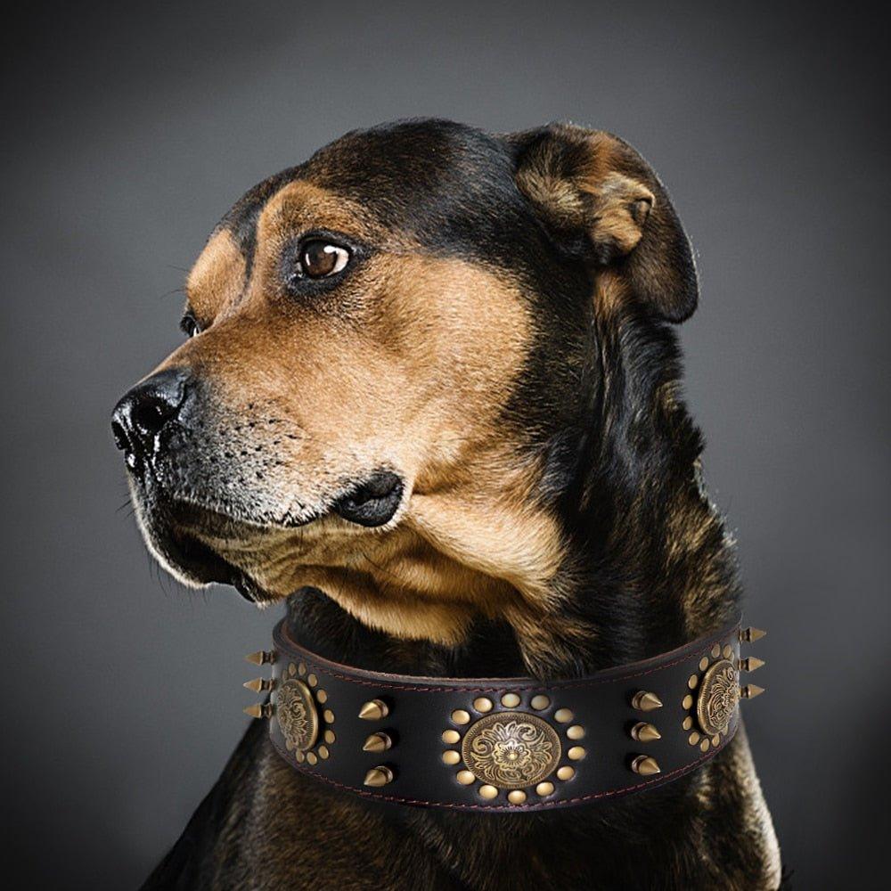 Spiked Studded Big Dog Genuine Leather Collar - 5: FancyPetTags.com