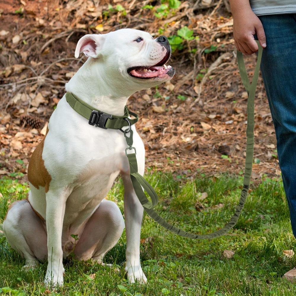 Bungee Buddy Tactical Leash - PetTagCollars.com
